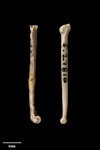 North Island stout-legged wren. Tibiotarsus (left) and tarsometatarsus. Te Papa S.027810. Elver Canyon Cave, Waipu, January 1988. Image © Te Papa.