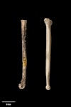 North Island stout-legged wren. Tibiotarsus (left) and tarsometatarsus. Te Papa S.027810. Elver Canyon Cave, Waipu, January 1988. Image © Te Papa.