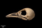 South Island stout-legged wren. Skull and mandible. Paratype. Te Papa S.023578. Honeycomb Hill Caves, Karamea, January 1987. Image © Te Papa.