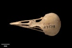 South Island stout-legged wren. Skull (dorsal). Paratype. Te Papa S.023578. Honeycomb Hill Caves, Karamea, January 1987. Image © Te Papa.