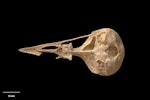 South Island stout-legged wren. Skull (ventral). Paratype. Te Papa S.023578. Honeycomb Hill Caves, Karamea, January 1987. Image © Te Papa.