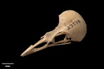 South Island stout-legged wren. Skull. Paratype. Te Papa S.023578. Honeycomb Hill Caves, Karamea, January 1987. Image © Te Papa.