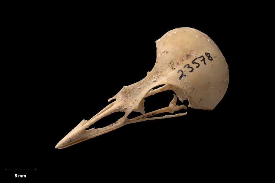 South Island stout-legged wren. Skull. Paratype. Te Papa S.023578. Honeycomb Hill Caves, Karamea, January 1987. Image © Te Papa.