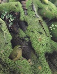 Long-billed wren | Manu paea. Image 2006-0010-1/1 from the series 'Extinct birds of New Zealand'. Masterton, January 2005. Image © Te Papa by Paul Martinson.