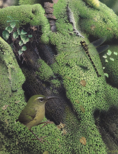 Long-billed wren | Manu paea. Image 2006-0010-1/1 from the series 'Extinct birds of New Zealand'. Masterton, January 2005. Image © Te Papa by Paul Martinson.