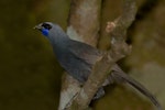 North Island kokako | Kōkako. Adult. Boundary Stream, Hawke's Bay, November 2012. Image © Glenda Rees by Glenda Rees.