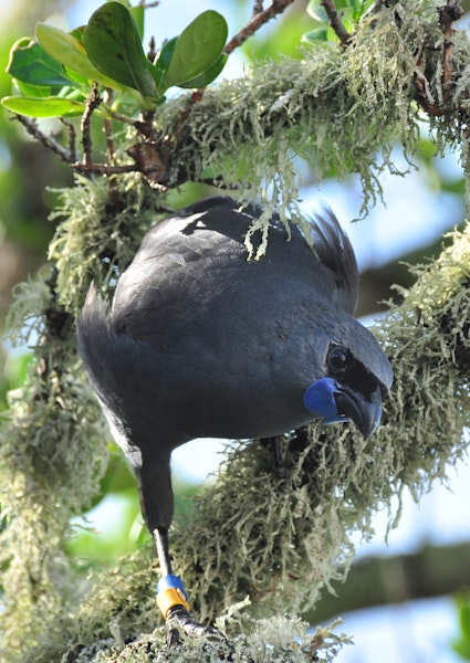 North Island kokako | Kōkako. Adult showing front view of wattles. Tiritiri Matangi Island, April 2010. Image © Cheryl Marriner by Cheryl Marriner.