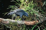 North Island kokako | Kōkako. Adult. Rotorua. Image © Department of Conservation (image ref: 10031416) by Dick Veitch.