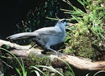 North Island kokako | Kōkako. Adult. Rotorua. Image © Department of Conservation (image ref: 10031415) by Dick Veitch.