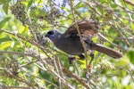 North Island kokako | Kōkako. Adult male 'Hemi' with wings raised. Tiritiri Matangi, January 2021. Image © Oscar Thomas by Oscar Thomas.