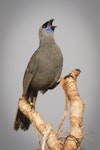 North Island kokako | Kōkako. Adult singing at dawn. Tiritiri Matangi Island, November 2014. Image © Martin Sanders by Martin Sanders.