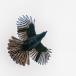 North Island kokako | Kōkako. Adult flying. Tiritiri Matangi Island, September 2014. Image © Martin Sanders by Martin Sanders.