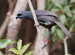 North Island kokako | Kōkako. Adult. Tiritiri Matangi Island, January 2006. Image © Suzi Phillips by Suzi Phillips.