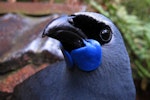 North Island kokako | Kōkako. Captive adult female, showing mask and wattles. Pukaha Mount Bruce, January 2014. Image © Tara Swan by Tara Swan.