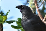 North Island kokako | Kōkako. Juvenile showing pinkish wattle. Tiritiri Matangi Island, April 2010. Image © Cheryl Marriner by Cheryl Marriner.