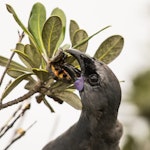 North Island kokako | Kōkako. Immature bird feeding on karo seeds. Tiritiri Matangi Island, May 2016. Image © Martin Sanders by Martin Sanders.