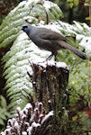 North Island kokako | Kōkako. Captive adult female in snow. Pukaha Mount Bruce, July 2015. Image © Tara Swan by Tara Swan.