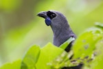 North Island kokako | Kōkako. Adult male. Tiritiri Matangi Island, February 2014. Image © Laurie Ross by Laurie Ross.