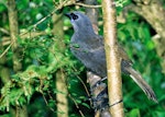 North Island kokako | Kōkako. Captive juvenile. Pukaha Mount Bruce, March 1998. Image © Alex Scott by Alex Scott.