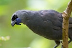 North Island kokako | Kōkako. Adult male. Tiritiri Matangi Island, December 2014. Image © Laurie Ross by Laurie Ross.