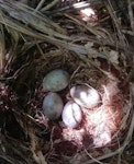 North Island kokako | Kōkako. Nest with 4 eggs. Parininihi Forest, December 2017. Image © Joel Henton by Joel Henton.