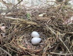 North Island kokako | Kōkako. Nest with 2 infertile eggs (of 3 laid by captive bird). Pukaha Mount Bruce, June 2015. Image © Oscar Thomas by Oscar Thomas.