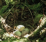 North Island kokako | Kōkako. Nest with three eggs. Mapara, King Country, March 1995. Image © Department of Conservation (image ref: 10025058) by Ian Flux.