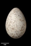 North Island kokako | Kōkako. Egg 41.3 x 27.6 mm (NMNZ OR.025438, collected by Ian Flux). Mapara, December 1997. Image © Te Papa by Jean-Claude Stahl.