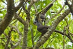 North Island kokako | Kōkako. Adult feeding pigeonwood berries to partner. Tiritiri Matangi Island, November 2007. Image © Neil Fitzgerald by Neil Fitzgerald.