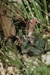 North Island kokako | Kōkako. Two chicks in nest. Mapara, King Country, March 1995. Image © Department of Conservation (image ref: 10025054) by Ian Flux.