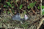 North Island kokako | Kōkako. Two chicks in nest. Tapu-Coroglen Road, Coromandel Range, January 1979. Image © Department of Conservation (image ref: 10035580) by Dick Veitch.