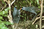 North Island kokako | Kōkako. Adults feeding chicks with coprosma berries. Tapu-Coroglen Road, Coromandel Peninsula, January 1979. Image © Department of Conservation (image ref: 10025051).