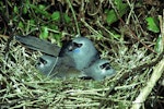 North Island kokako | Kōkako. Adult female on nest with two chicks. Tapu-Coroglen Road, Coromandel Range, January 1979. Image © Department of Conservation (image ref: 10028259) by Dick Veitch.