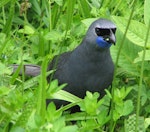 North Island kokako | Kōkako. Adult male feeding on the ground. Tiritiri Matangi Island, February 2005. Image © Suzi Phillips by Suzi Phillips.