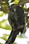 North Island kokako | Kōkako. Adult hanging from branch. Tiritiri Matangi Island, January 2010. Image © Eugene Polkan by Eugene Polkan.