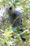 North Island kokako | Kōkako. Adult male eating karo fruit. Tiritiri Matangi Island, April 2013. Image © David Brooks by David Brooks.