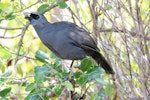 North Island kokako | Kōkako. Adult male eating karamu leaves. Tiritiri Matangi Island, April 2013. Image © David Brooks by David Brooks.