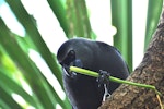 North Island kokako | Kōkako. Adult holding food in foot. Tiritiri Matangi Island, April 2010. Image © Cheryl Marriner by Cheryl Marriner.