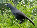 North Island kokako | Kōkako. Adult in kowhai. Tiritiri Matangi Island, January 2009. Image © Suzi Phillips by Suzi Phillips.