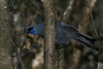 North Island kokako | Kōkako. Adult. Boundary Stream, Hawke's Bay, November 2012. Image © Glenda Rees by Glenda Rees.