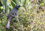 North Island kokako | Kōkako. Adult breaking off a piece of stick. Tiritiri Matangi Island, December 2014. Image © Sandy Abbot by Sandy Abbot.