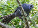 North Island kokako | Kōkako. Adult feeding in tree. Tiritiri Matangi Island, January 2012. Image © Martin Sanders by Martin Sanders.