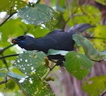 North Island kokako | Kōkako. Adult feeding on kawakawa fruit. Tiritiri Matangi Island, April 2010. Image © Suzi Phillips by Suzi Phillips.