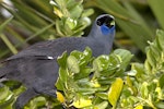 North Island kokako | Kōkako. Ventral view of wattles. Tiritiri Matangi Island, May 2011. Image © Glenda Rees by Glenda Rees.