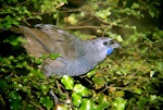 North Island kokako | Kōkako. Captive adult. Pukaha Mt Bruce, March 2008. Image © Alex Scott by Alex Scott.