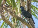 North Island kokako | Kōkako. Adult singing. Tiritiri Matangi Island, December 2014. Image © Sandy Abbot by Sandy Abbot.