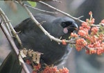 North Island kokako | Kōkako. Juvenile feeding on coprosma berries showing pink wattles. Boundary Stream, Hawke's Bay, January 2002. Image © Wendy Sullivan, Department of Conservation by Wendy Sullivan.