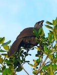 North Island kokako | Kōkako. Juvenile feeding on Coprosma leaves. Little Barrier Island, June 2013. Image © Alan Tennyson by Alan Tennyson.