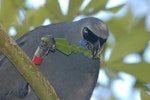 North Island kokako | Kōkako. Adult feeding on a houpara leaf. Tiritiri Matangi, January 2012. Image © Garry Sheeran by Garry Sheeran.