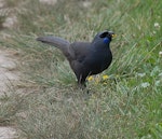 North Island kokako | Kōkako. Adult feeding on the ground. Tiritiri Matangi Island, December 2011. Image © Suzi Phillips by Suzi Phillips.